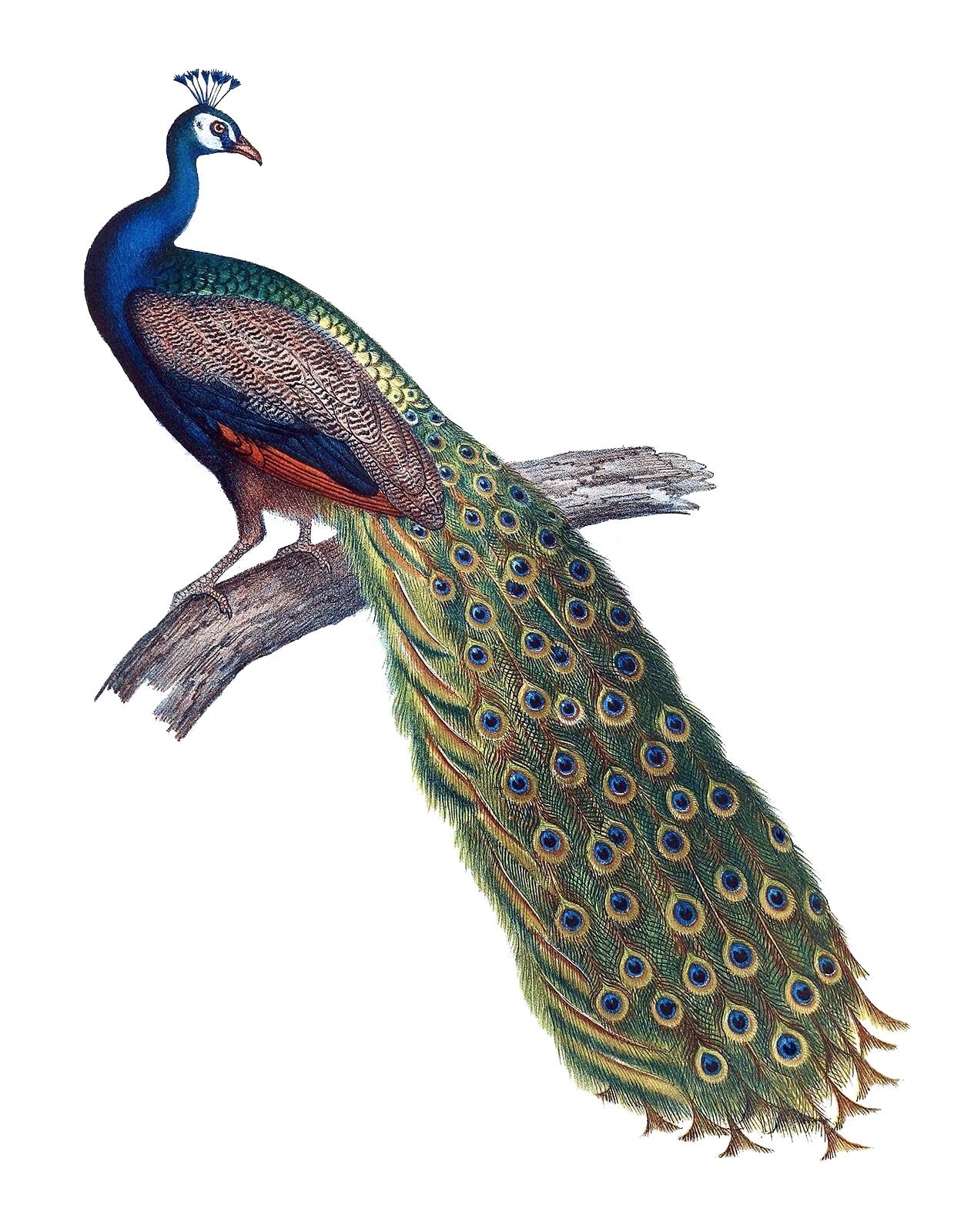 Peacock pin page clipart photo