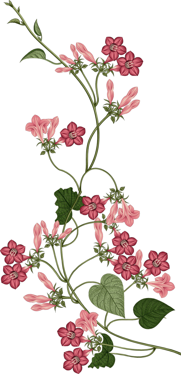 Vines pin page clipart background 3