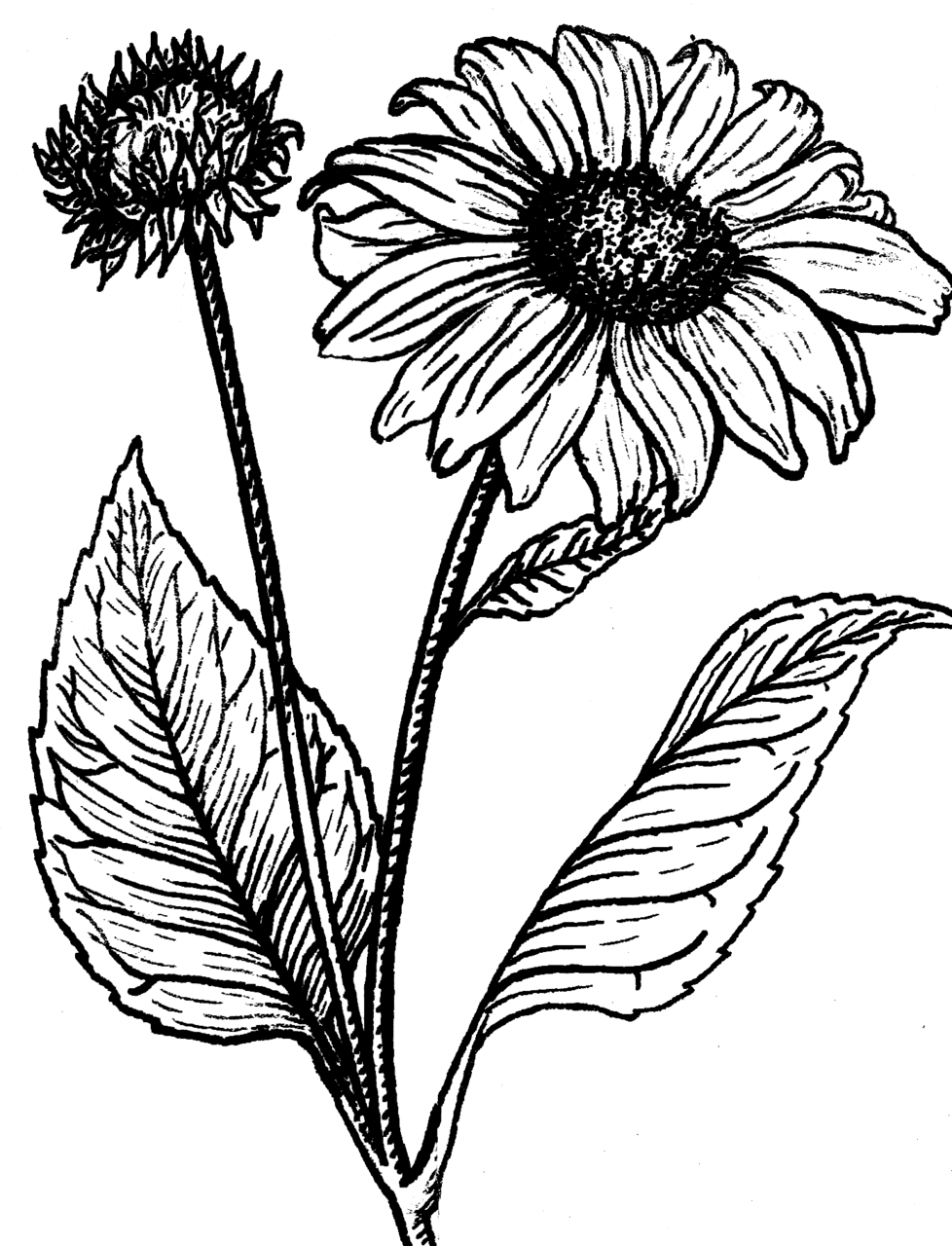 Sunflower black and white psf clipart logo