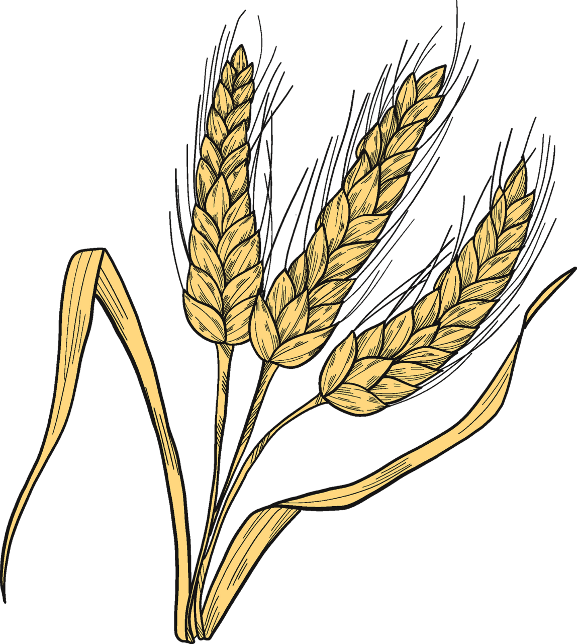 Wheat vector clipart images 2