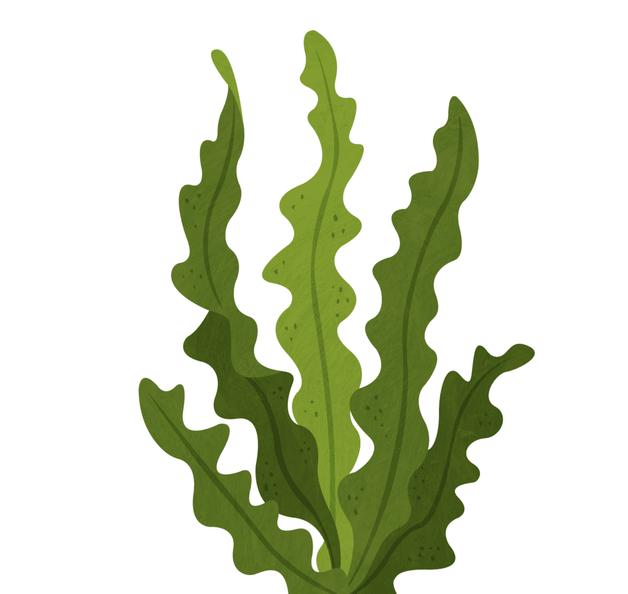 Seaweed toolkit clipart vector