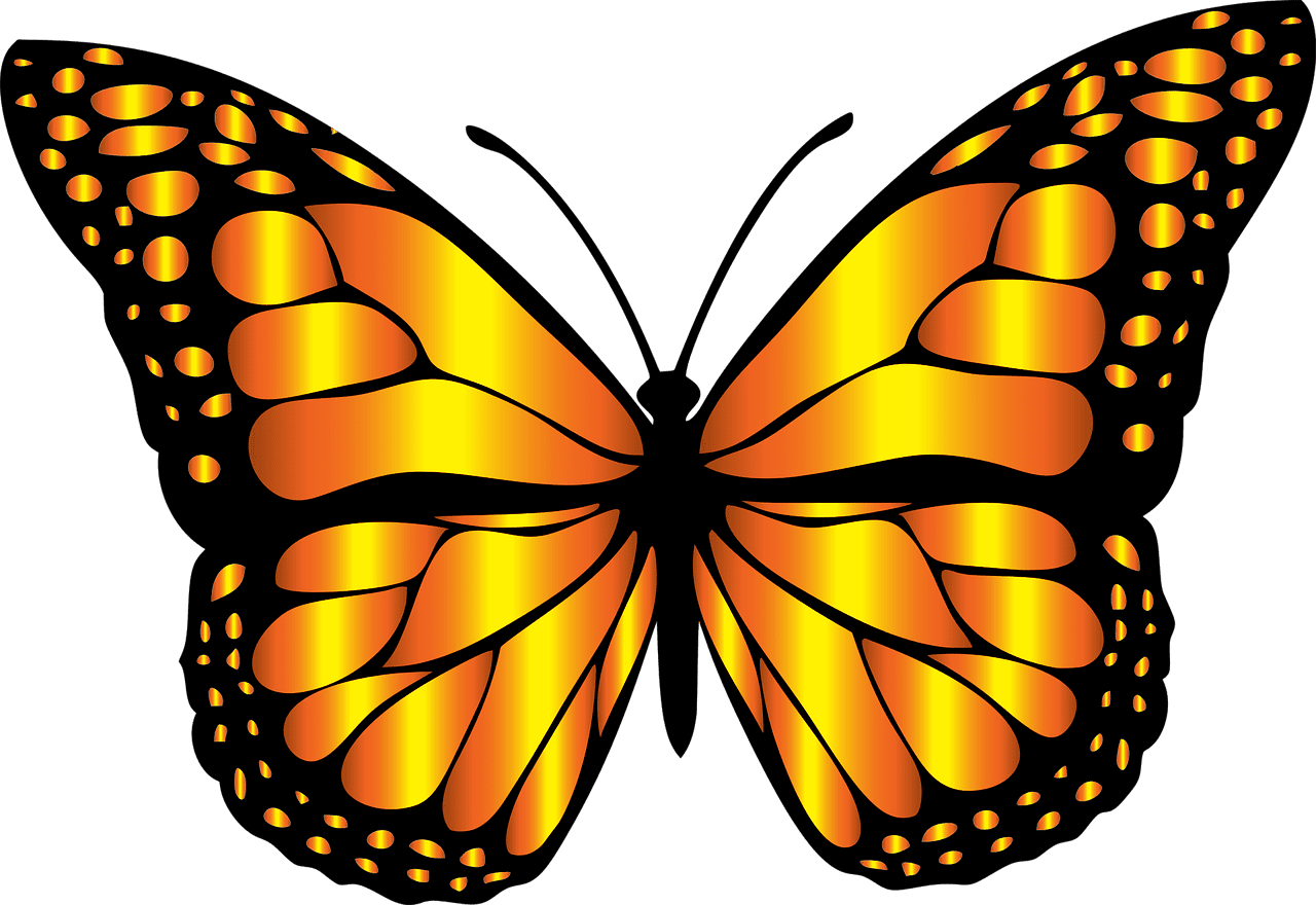 Insect animal nature butterfly vector graphic clipart