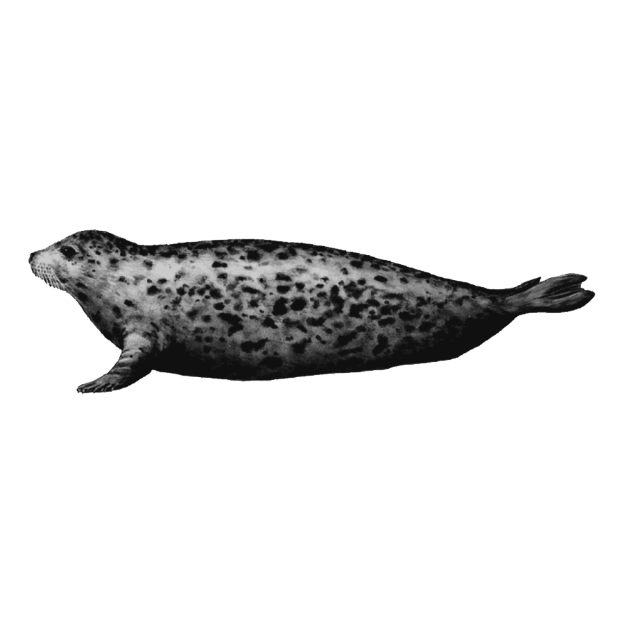 Grey seal images hd photo clipart