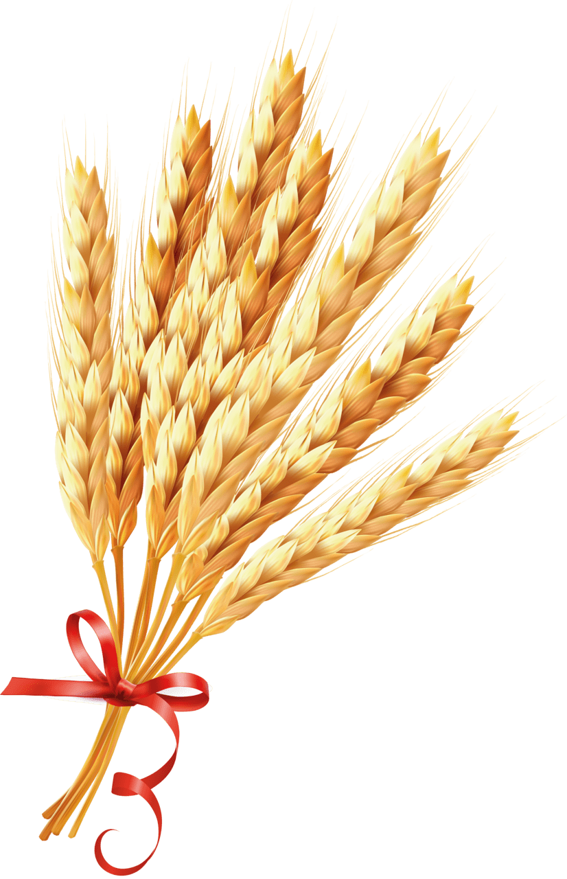 Wheat clipart picture