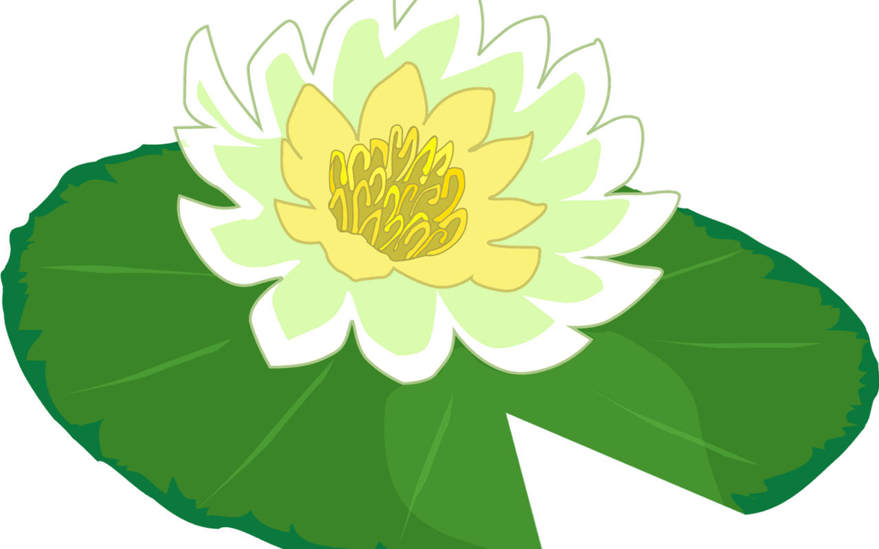 Lily pad white flower water clipart the cliparts clipartix image with no background