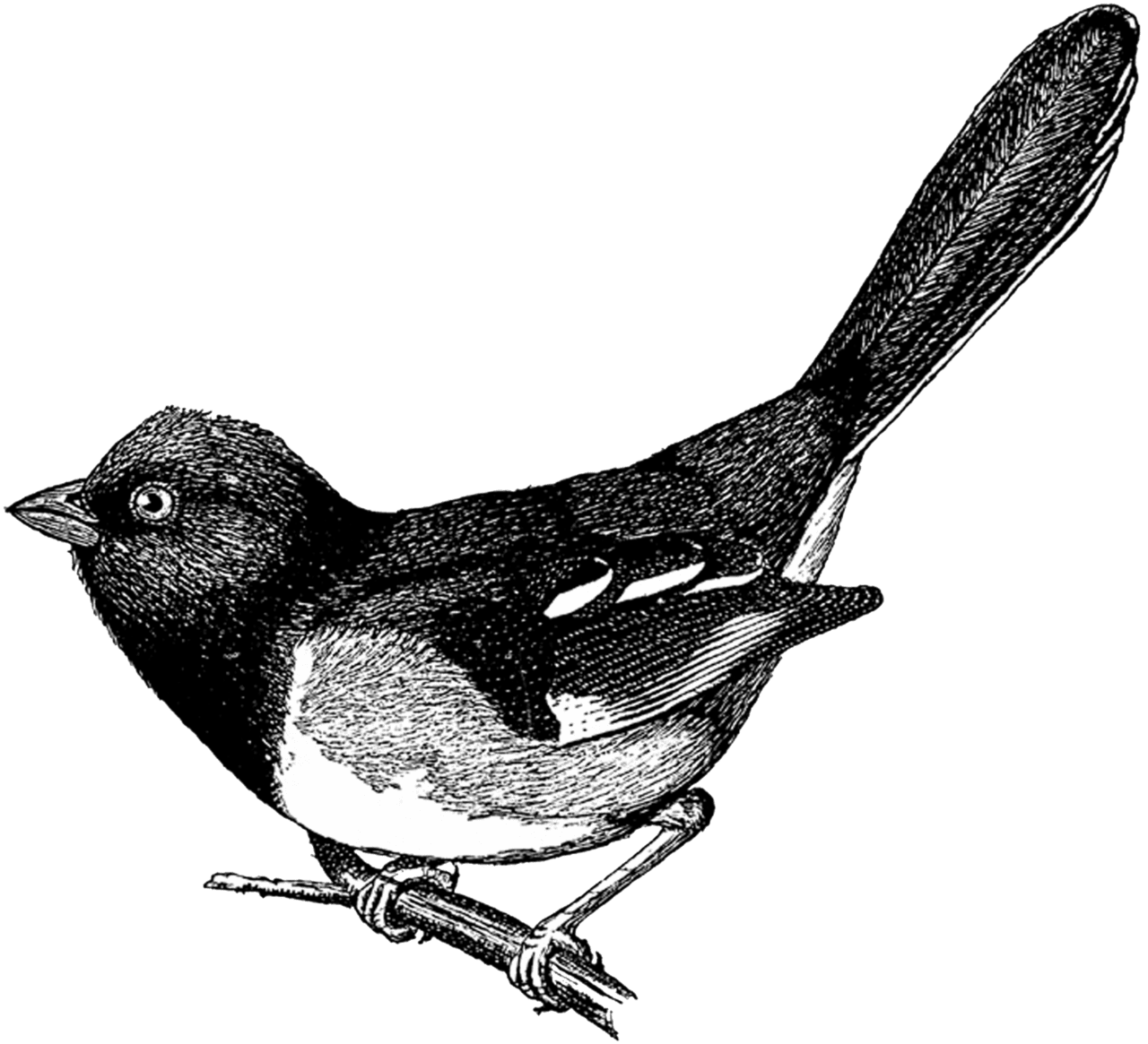 Bird black and white vintage digital stamp cute clipart image