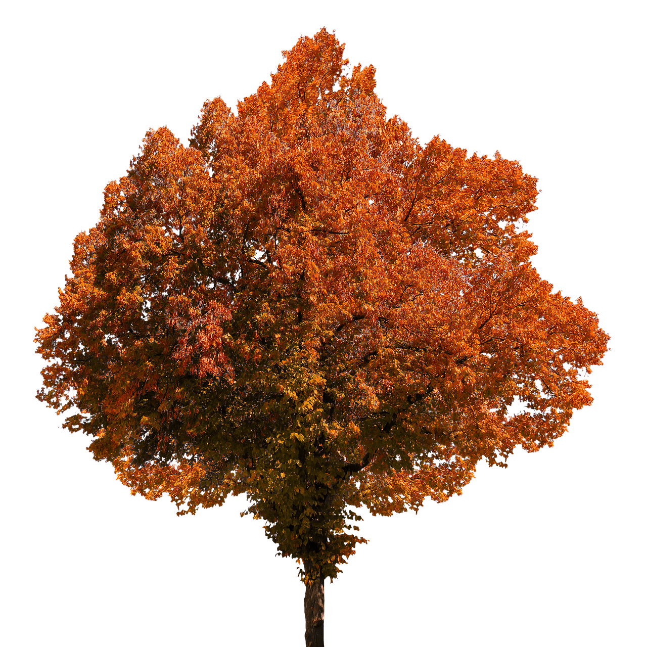 Fall tree autumn clipart clip art