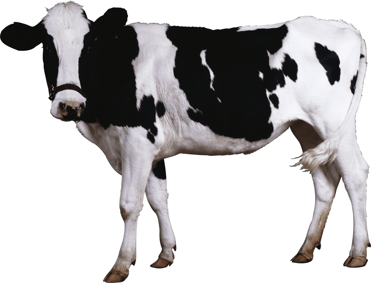 Cow black and white clipart clip art