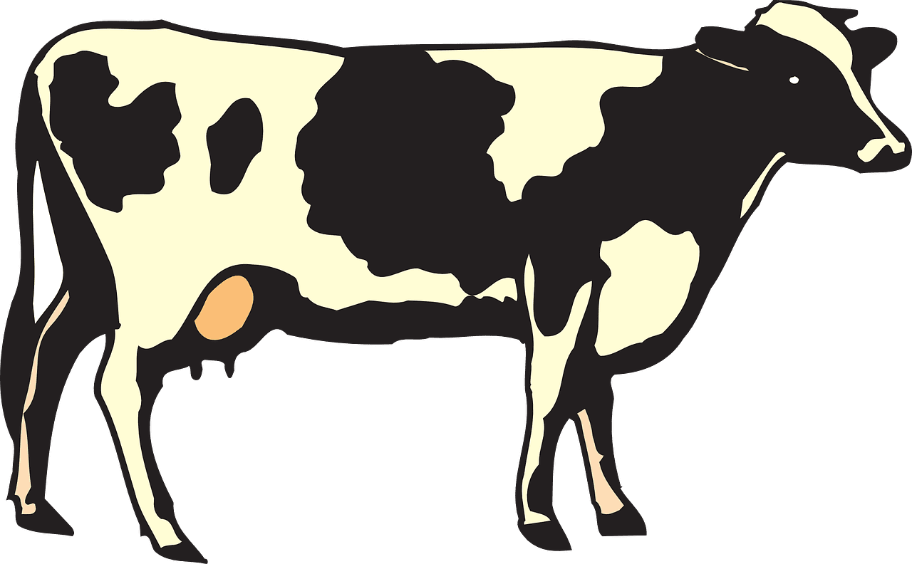 Cow black and white live cattle vector graphic clipart