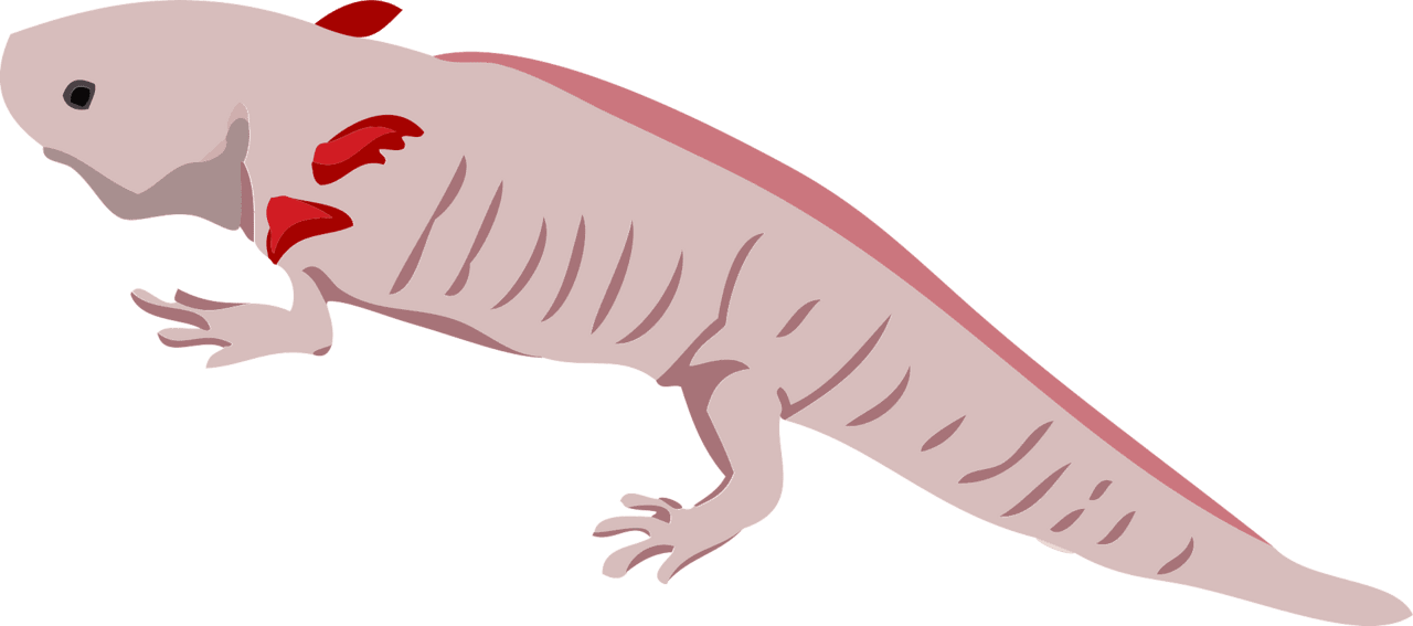 Axolotl mexican salamander vector clipart images