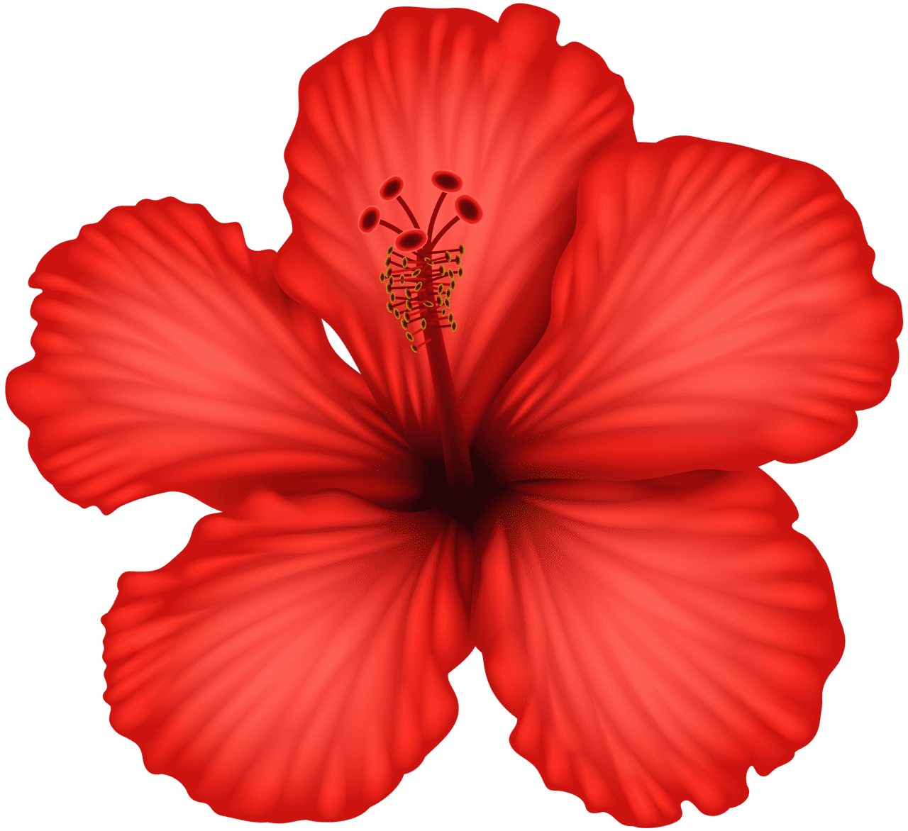 Red hibiscus clipart high quality images and