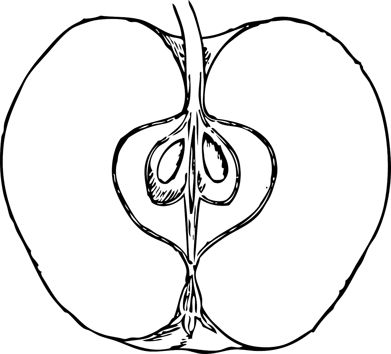 Apple black and white photo of cut open section fruit from clipart
