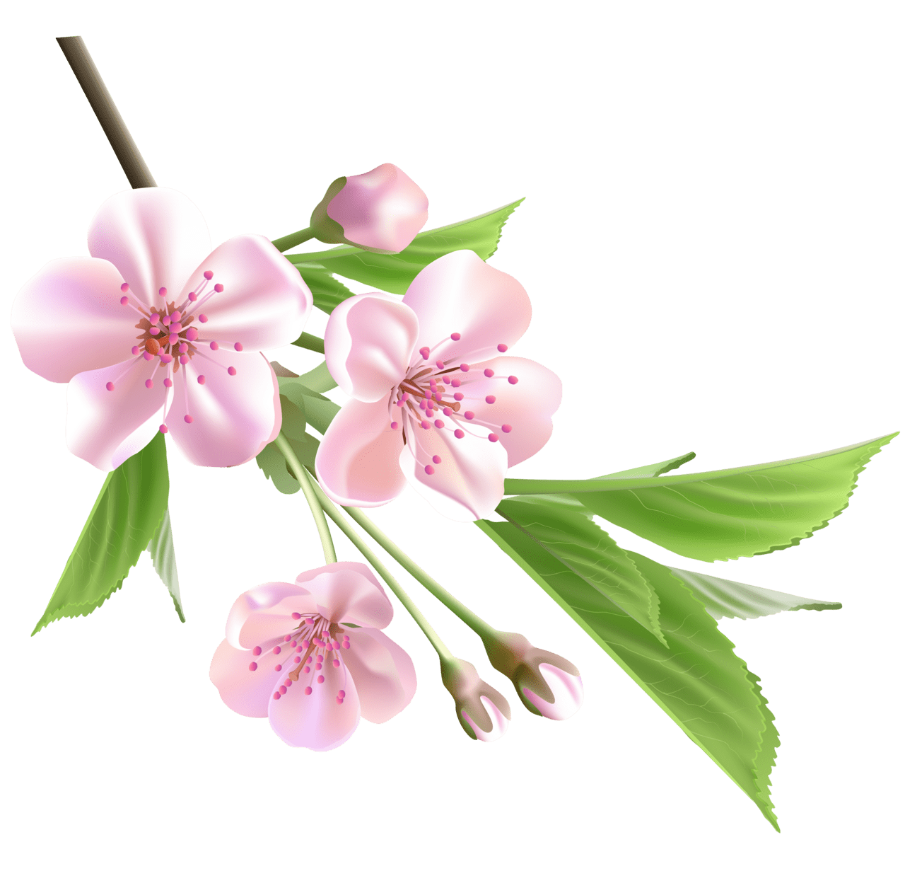 Cherry flower krutum via msu pro clipart logo
