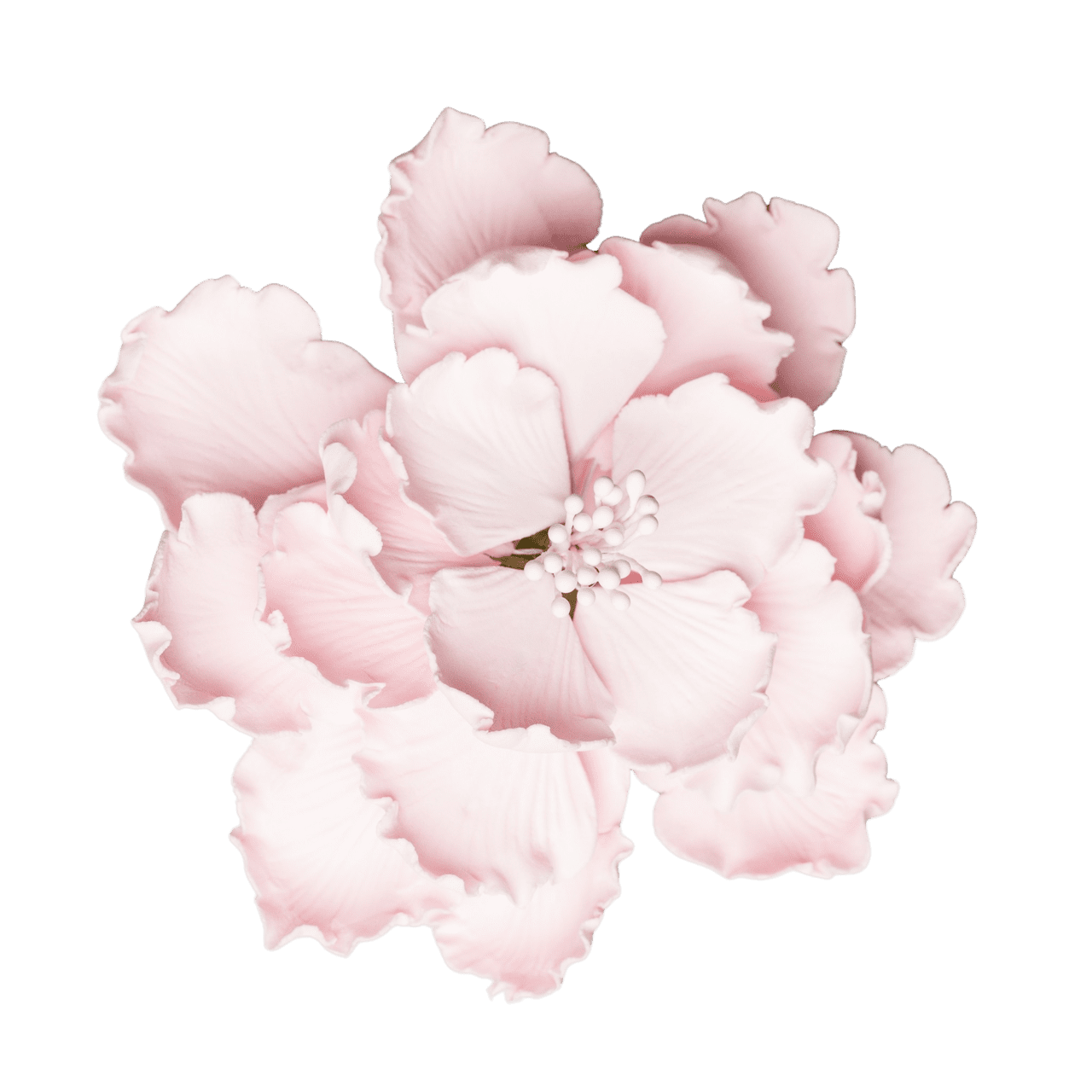 Cherry flower garden peony large pale piece clipart image