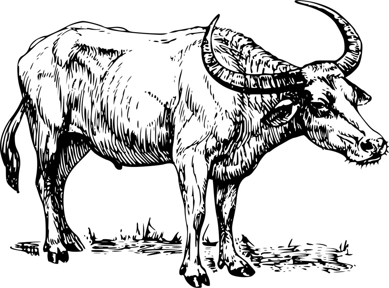 Buffalo vector clipart images 12