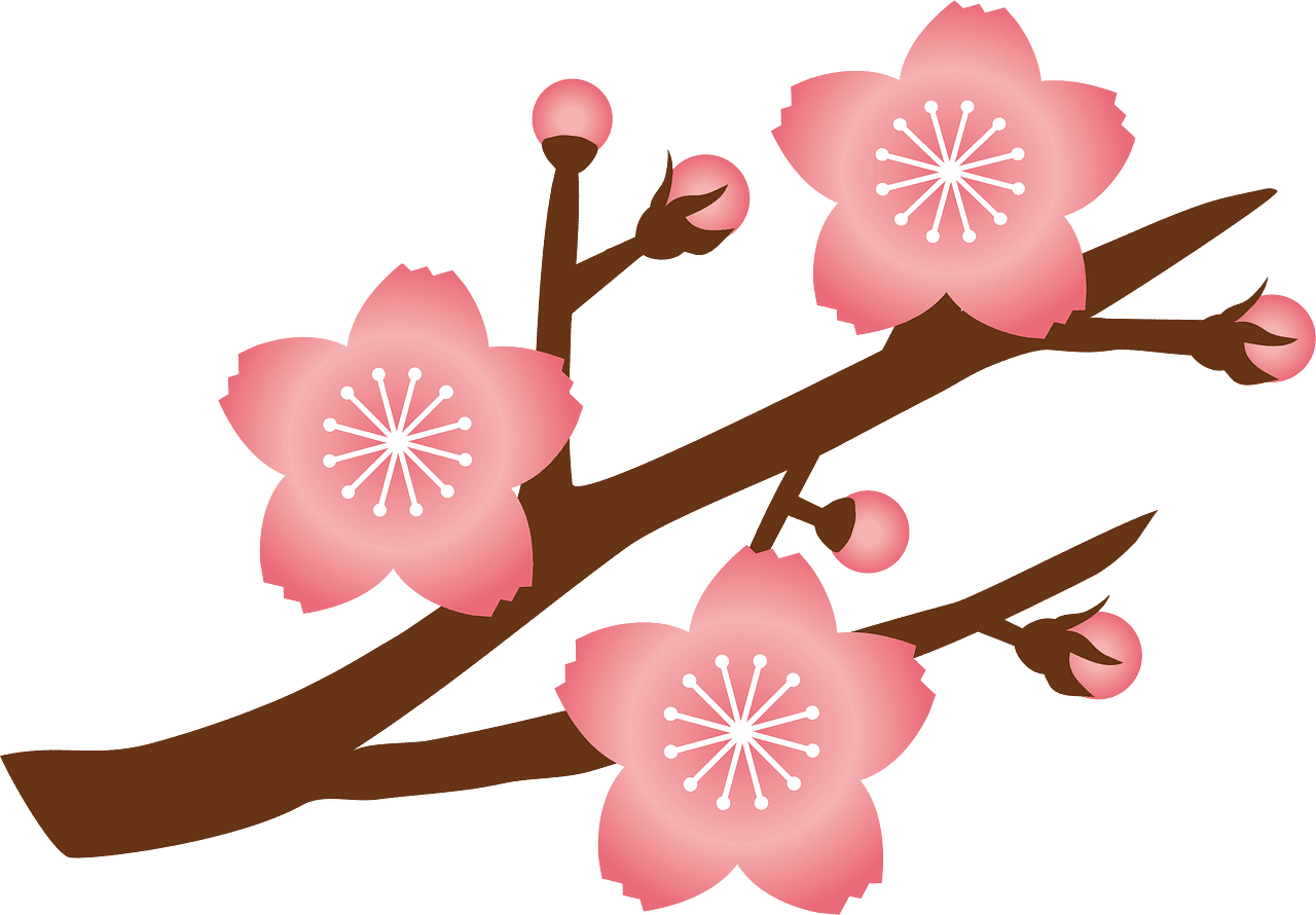 Cherry flower blossoms branch vector clipart images