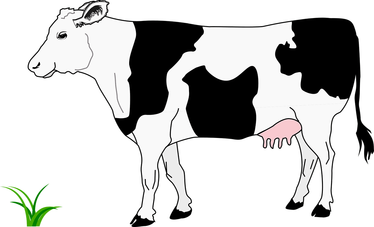 Cow black and white blanche vector graphic clipart