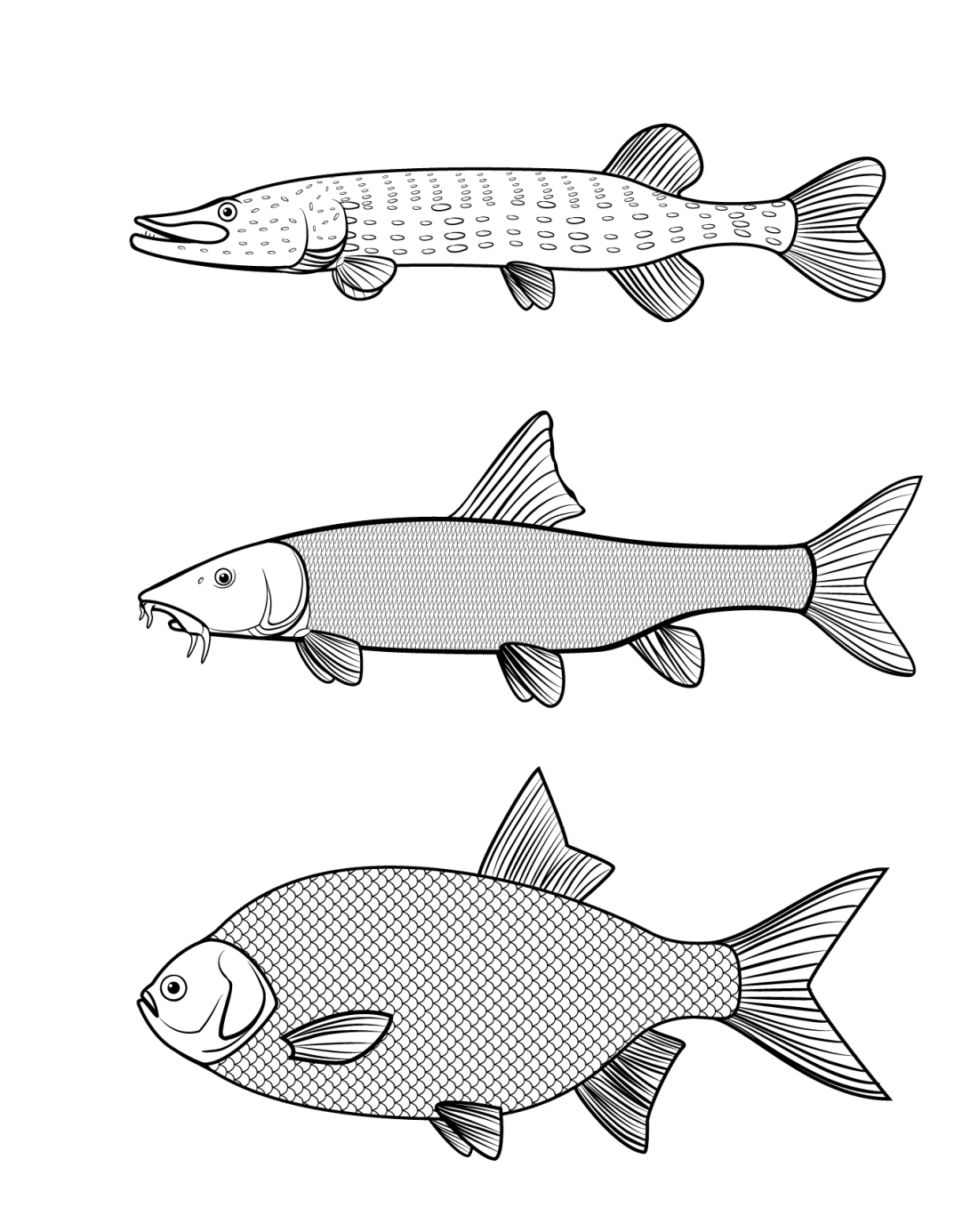 Black white fish markus clipart vector