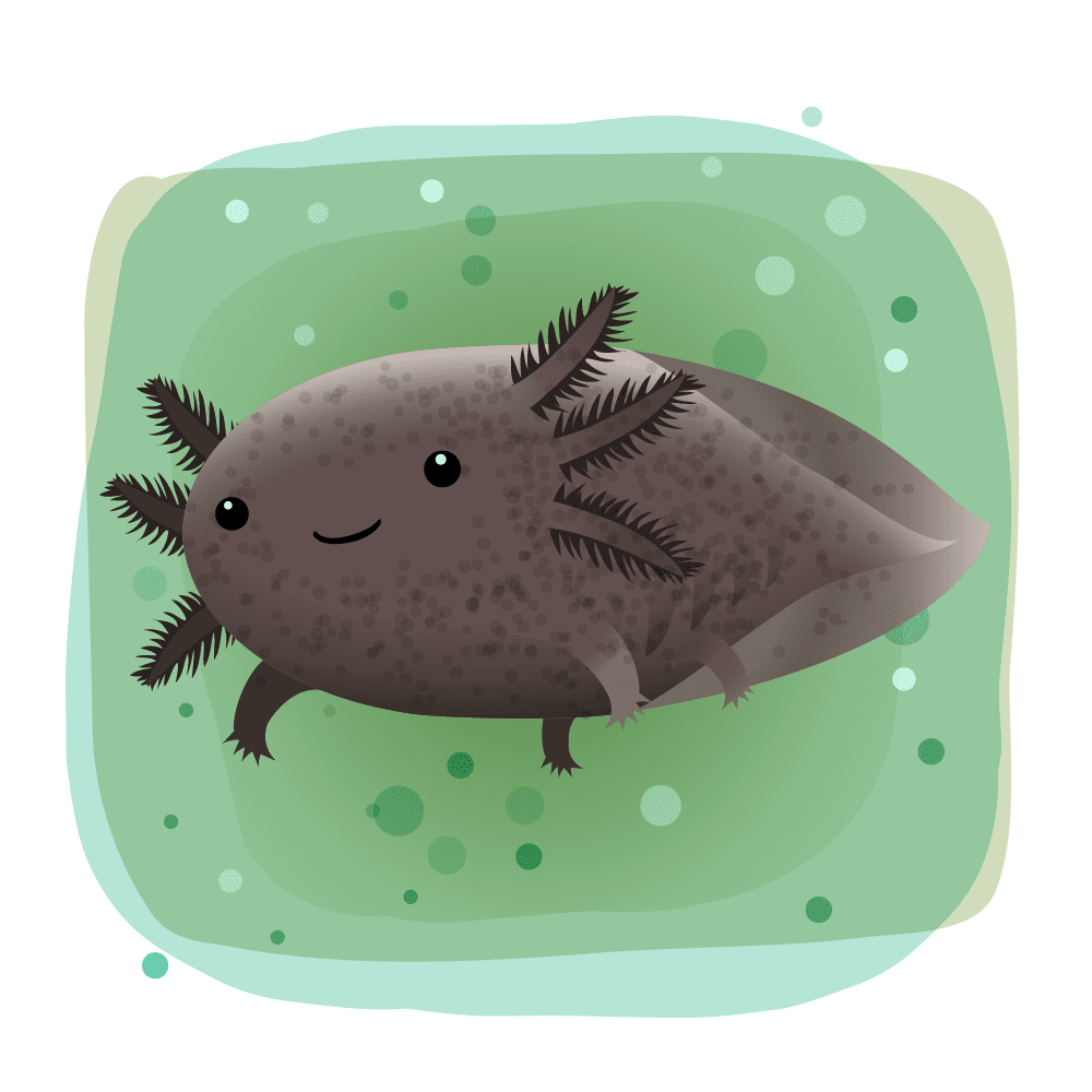 Axolotl bichos mexicanos vectores de la fauna mexicana mario flores clipart