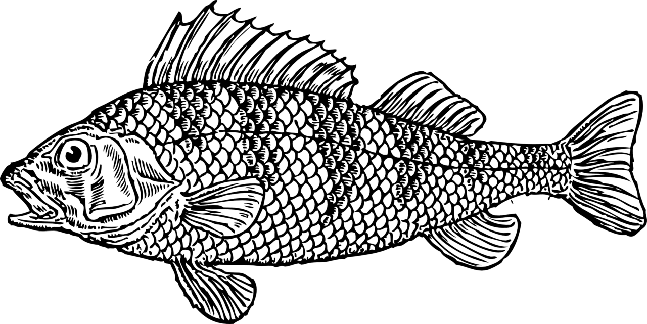 Black white fish with scales clipart image