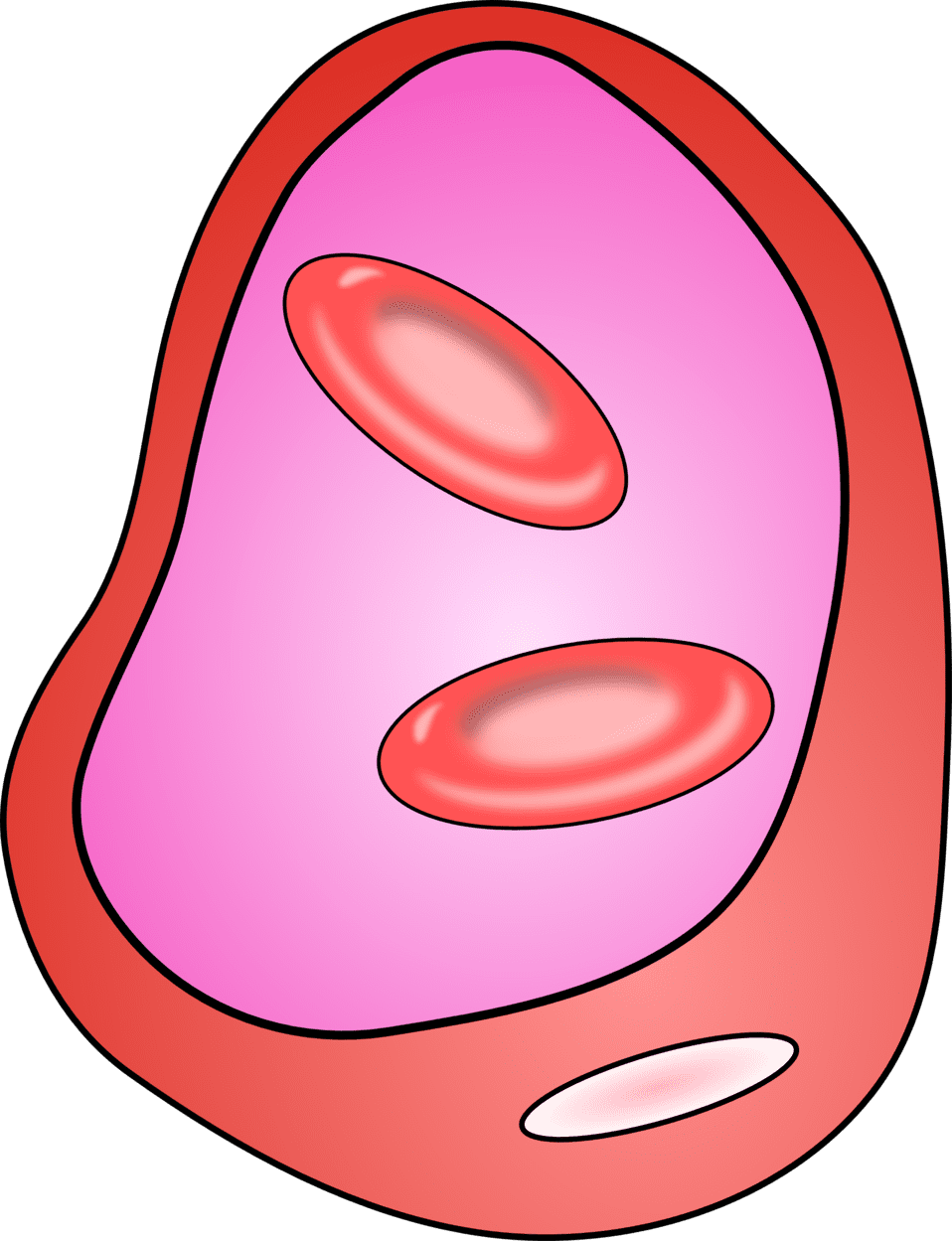 Clipart image blood vessel with erythrocites id