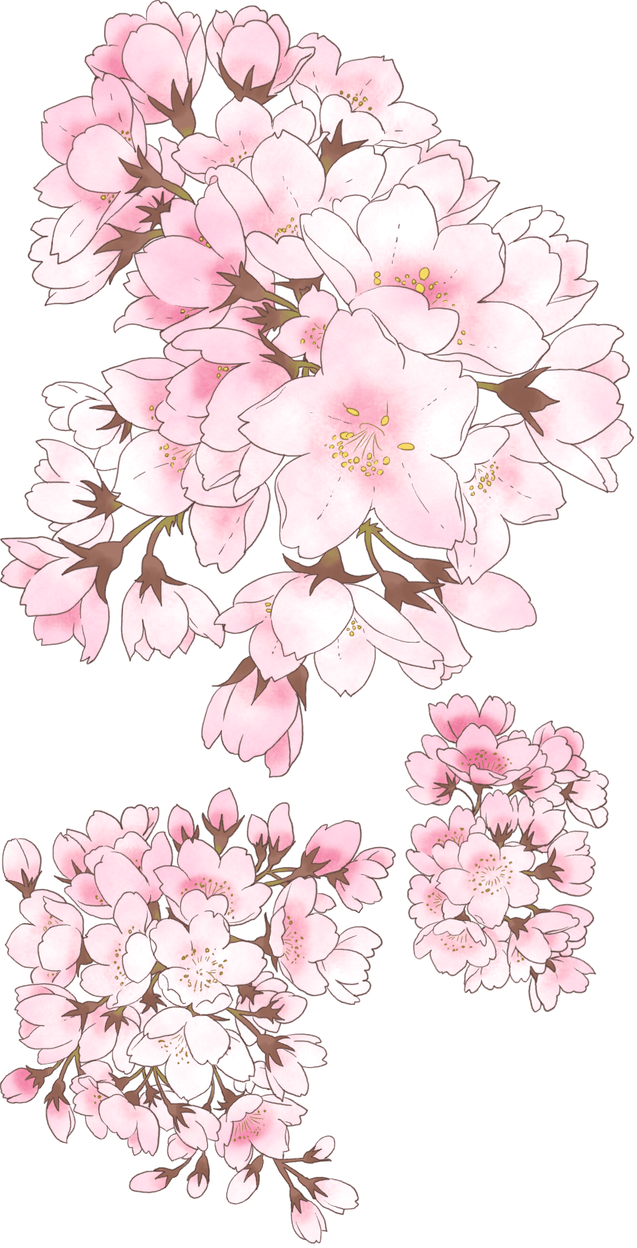 Cherry flower daydreaming clipart transparent