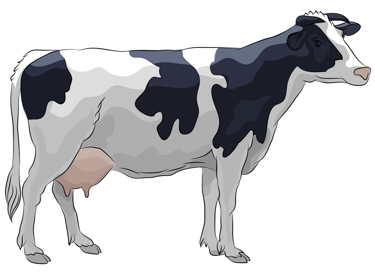 Cattle clipart images