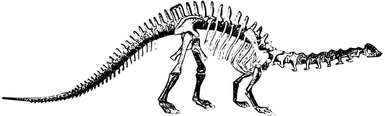 Dinosaur black and white brontosaurus skeleton clipart free