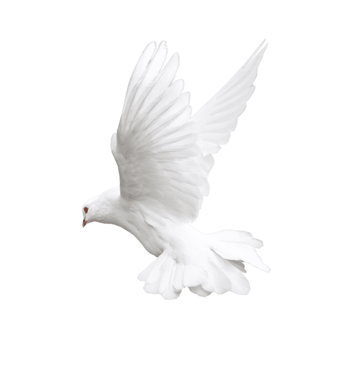 Bird black and white fly pigeon image hq fre img clipart