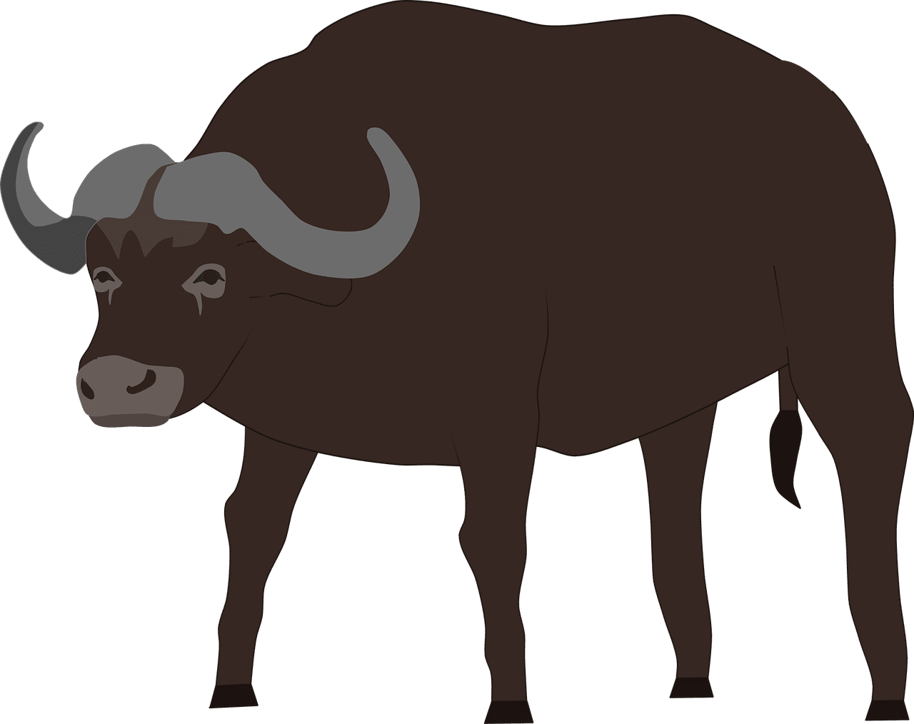 African buffalo wildlife vector graphic clipart