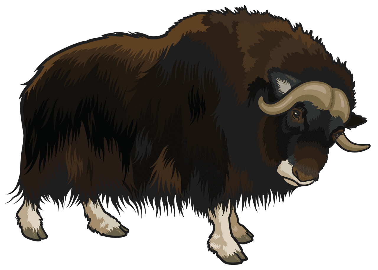 Buffalo clipart best vector