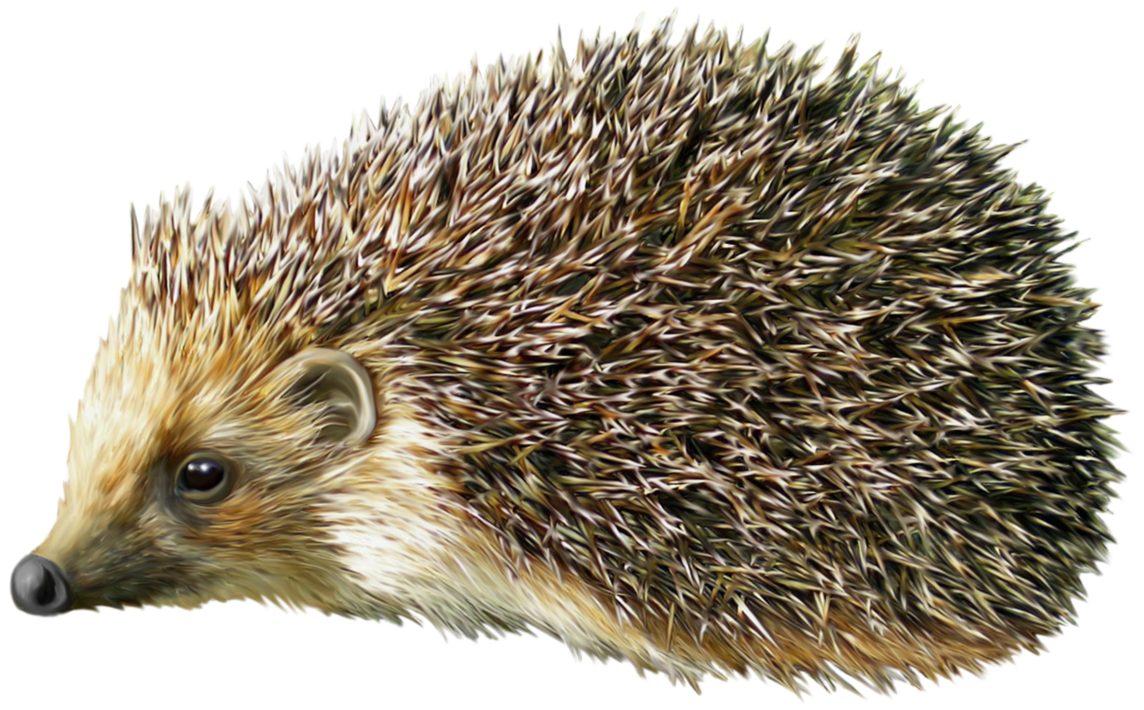 Hedgehog clipart best picture