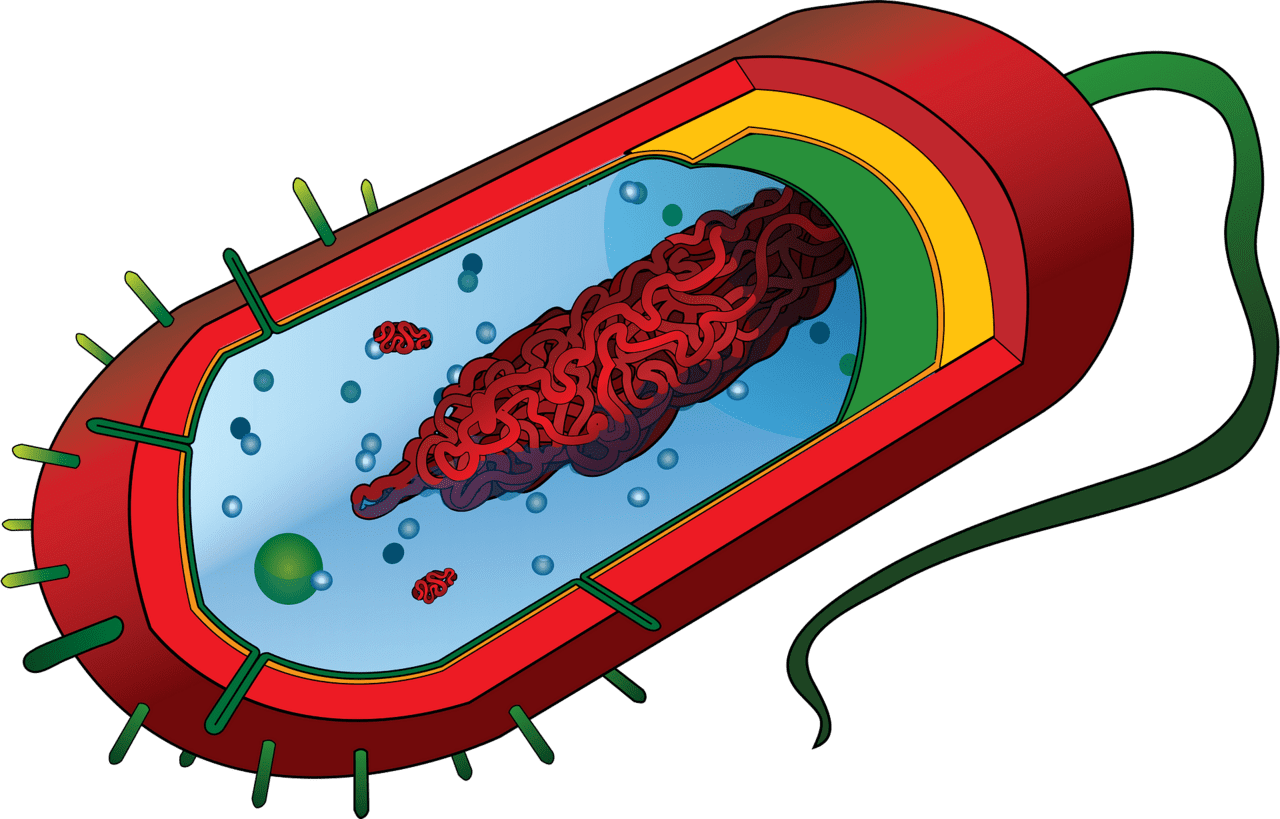 Bacteria pathogen vector clipart images