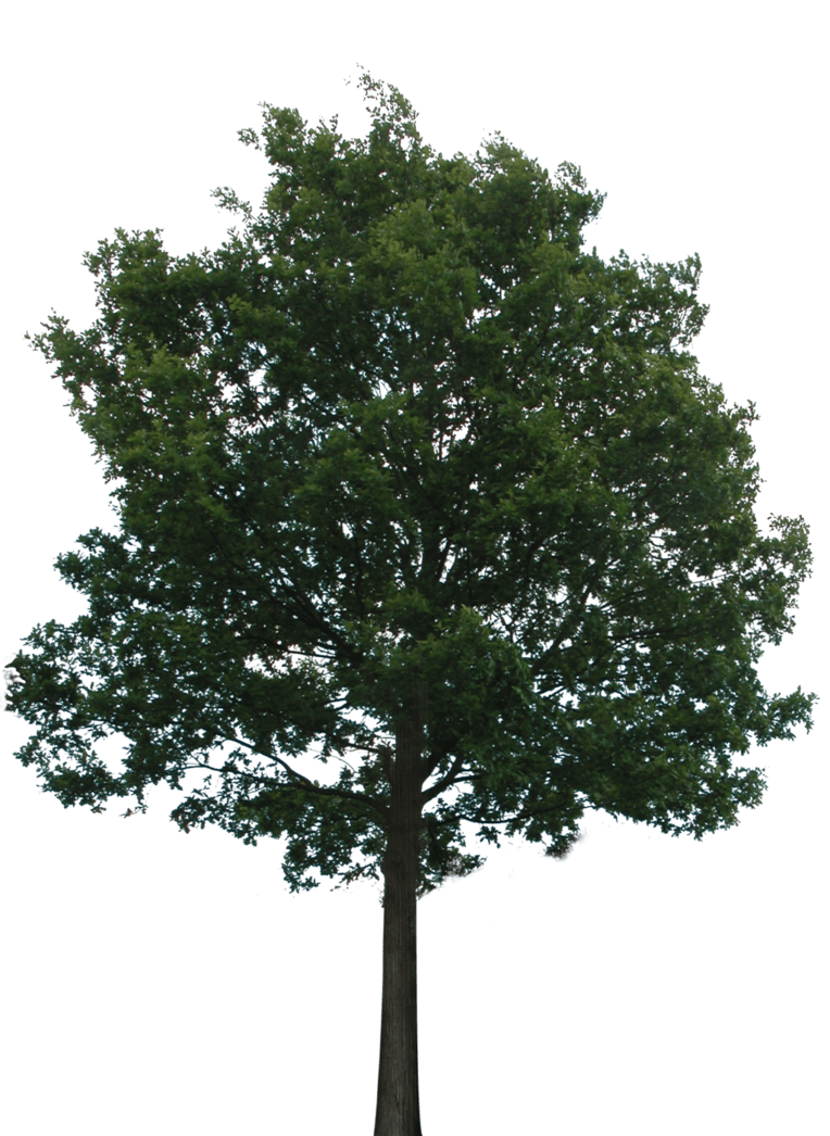 Family tree clipart transparent