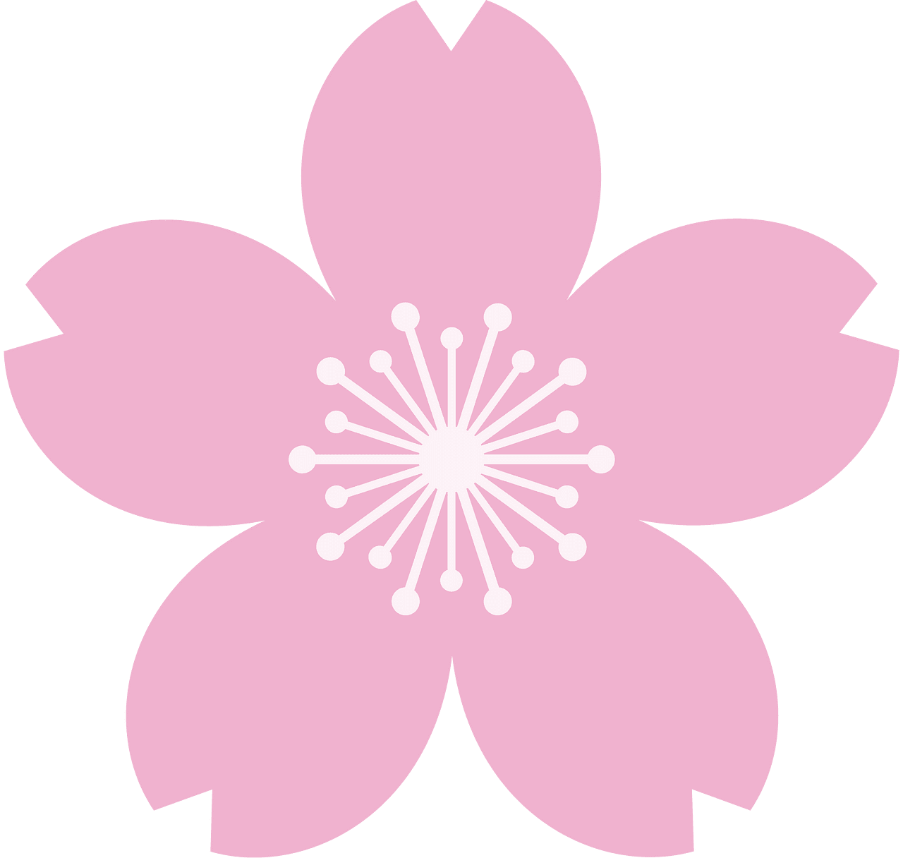 Cherry flower blossom vector clipart images