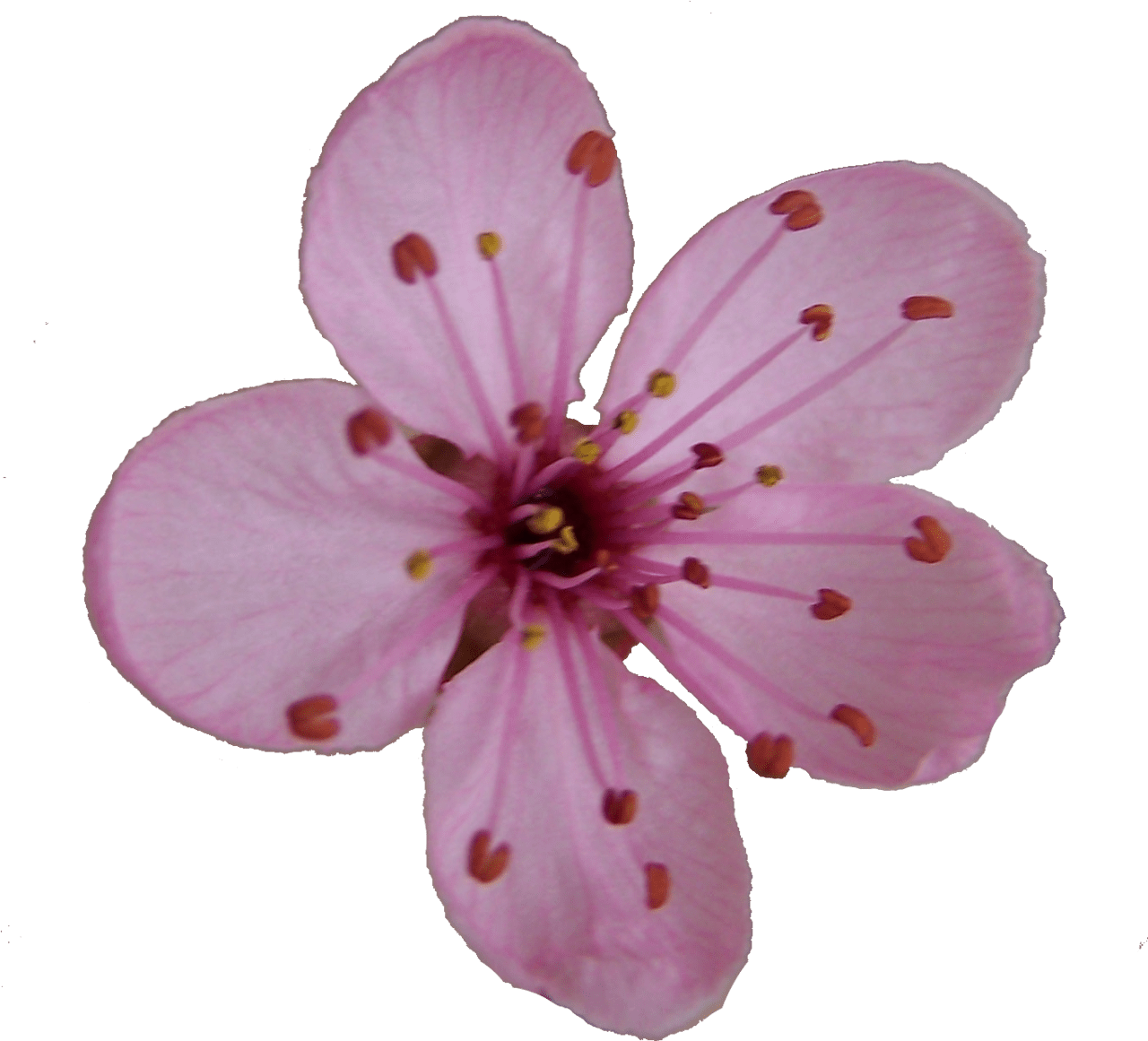 Cherry flower blossom clipart single picture