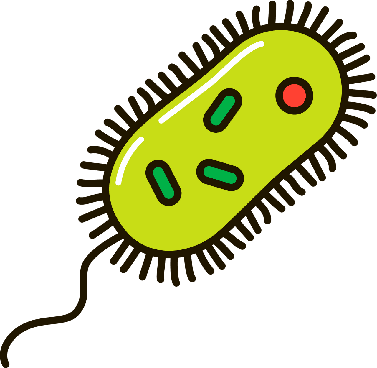 Bacteria vector clipart images