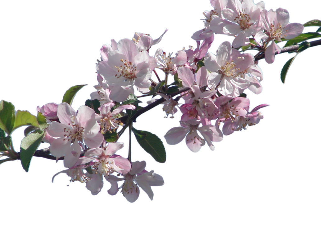 Cherry flower blossom clipart photo