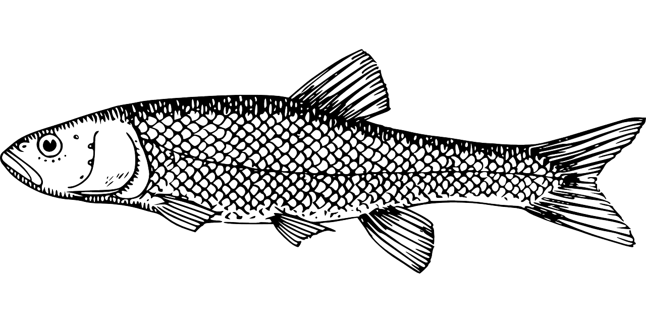 Black white fish scales nature vector graphic clipart