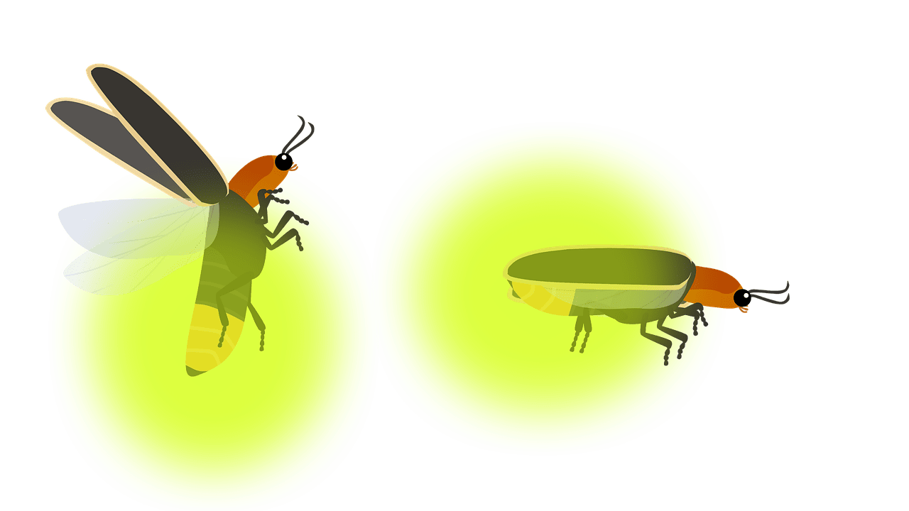 Explore firefly now clipart free