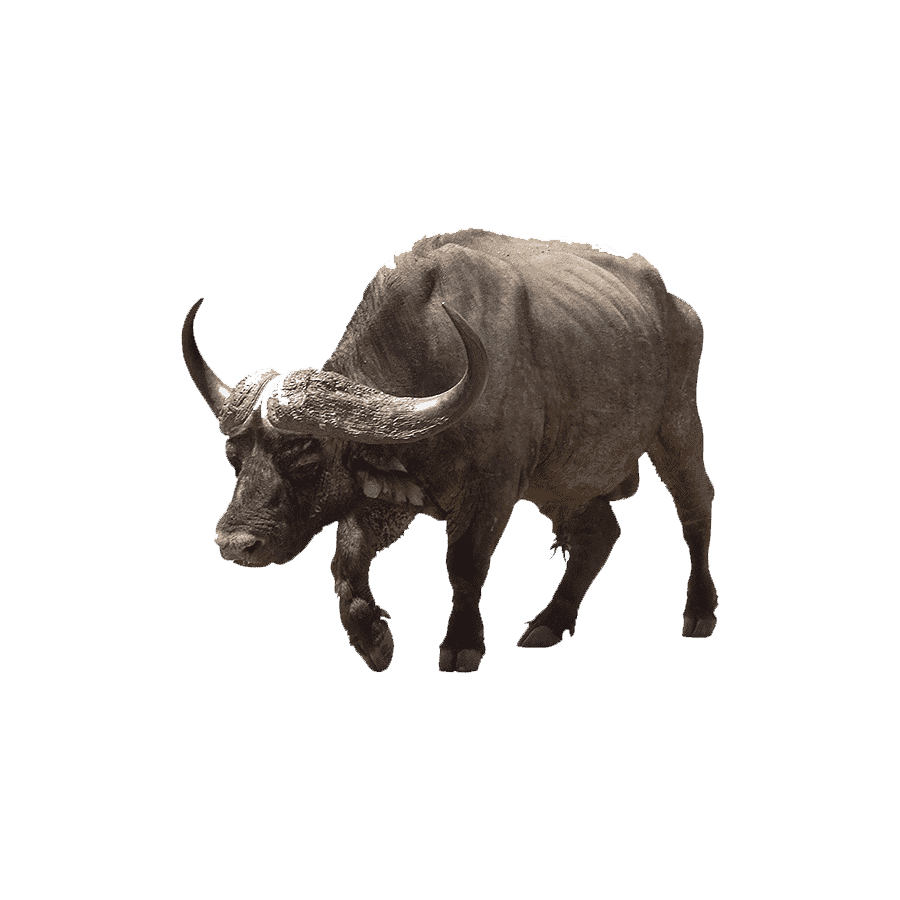 Buffalo images hd photo clipart