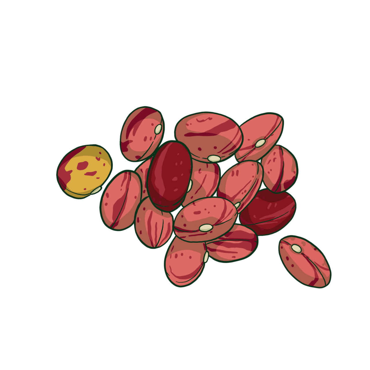 Beans vermont cranberry bush bean clipart image