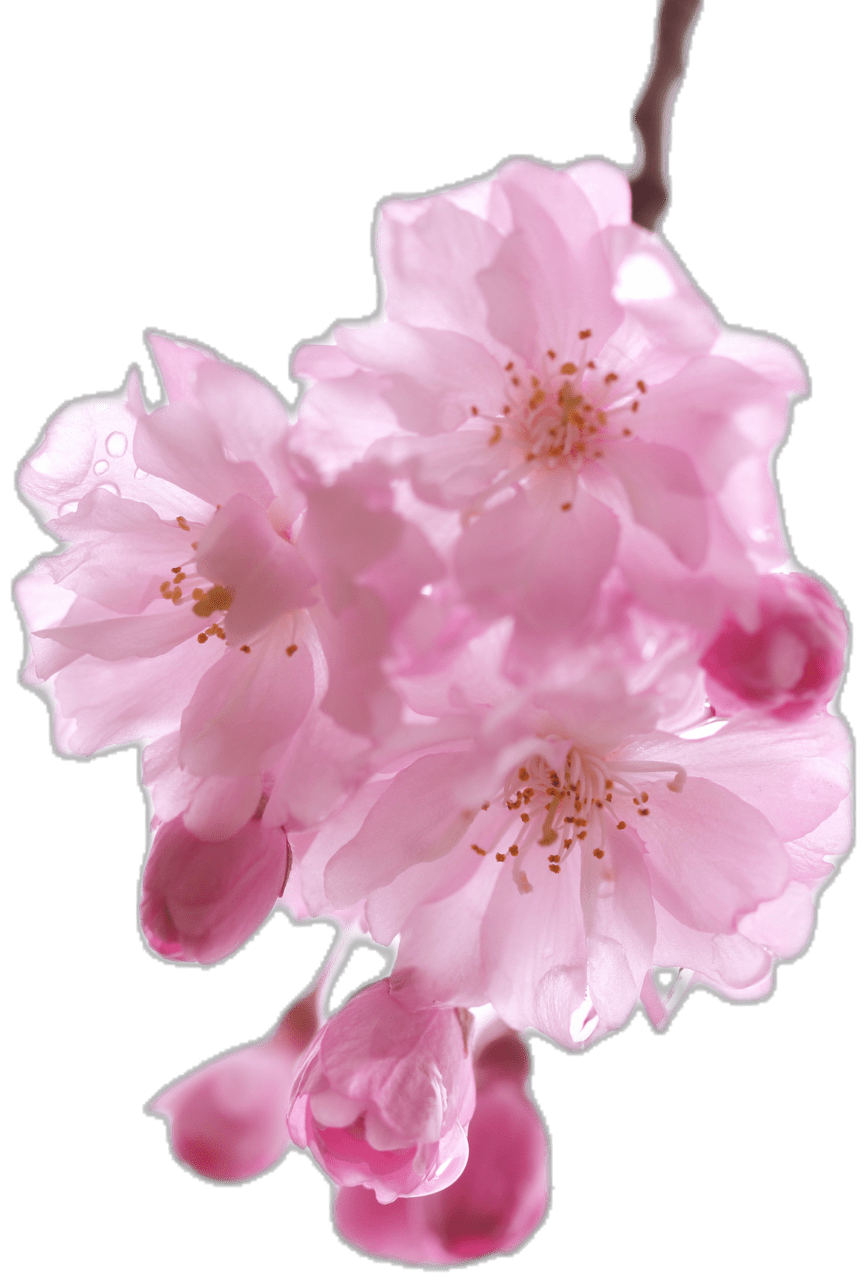 Cherry flower raindrops sakura clipart photo