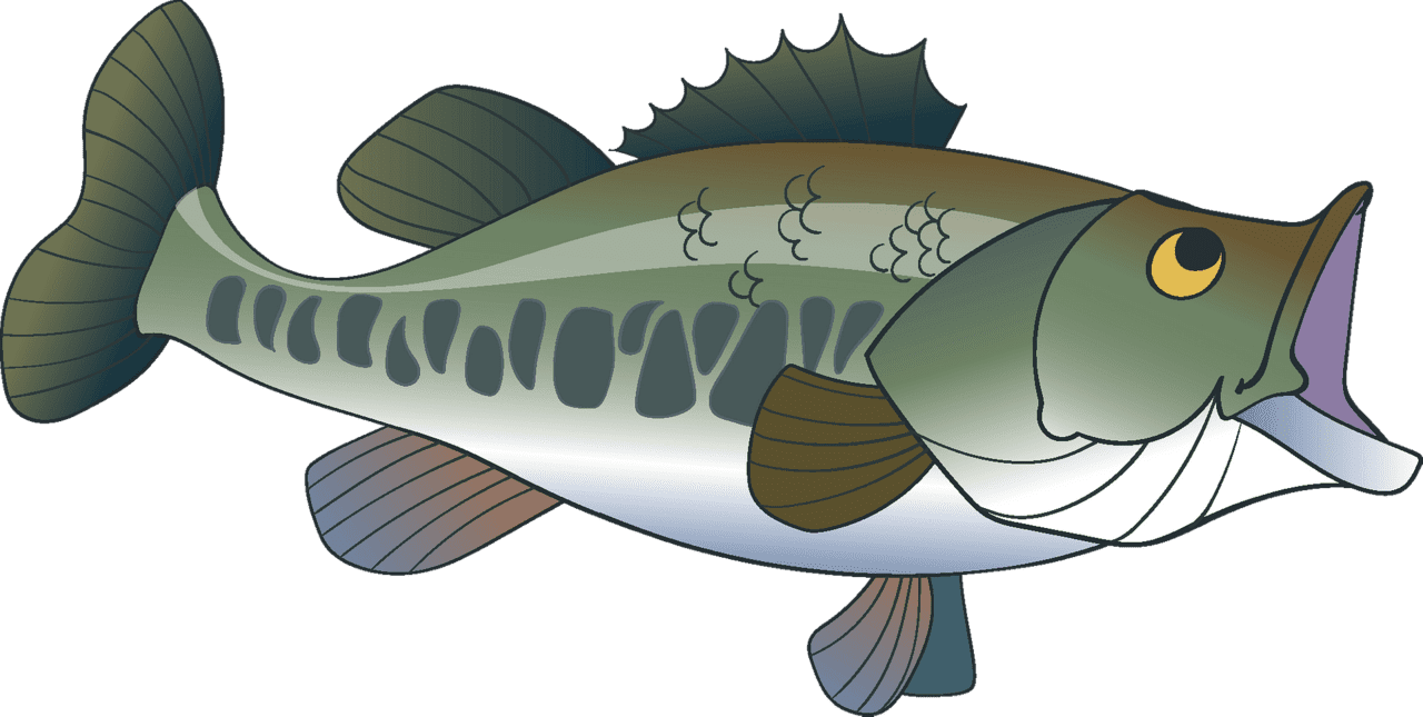 Largemouth bass vector clipart images