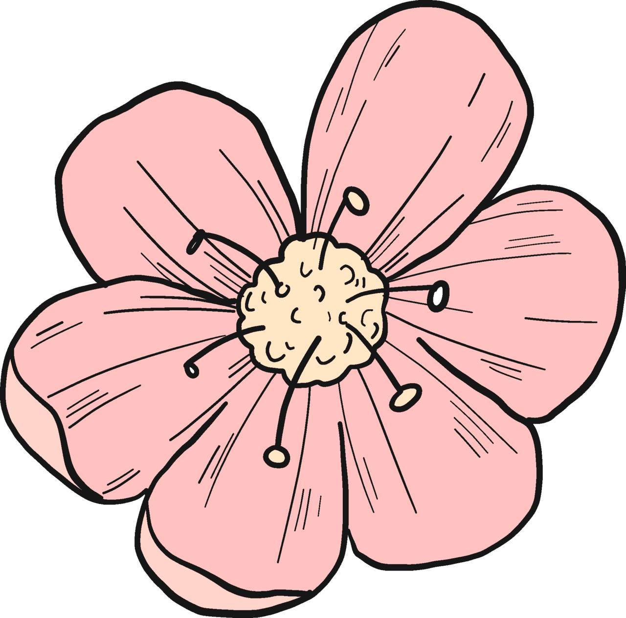 Cherry flower vector clipart images