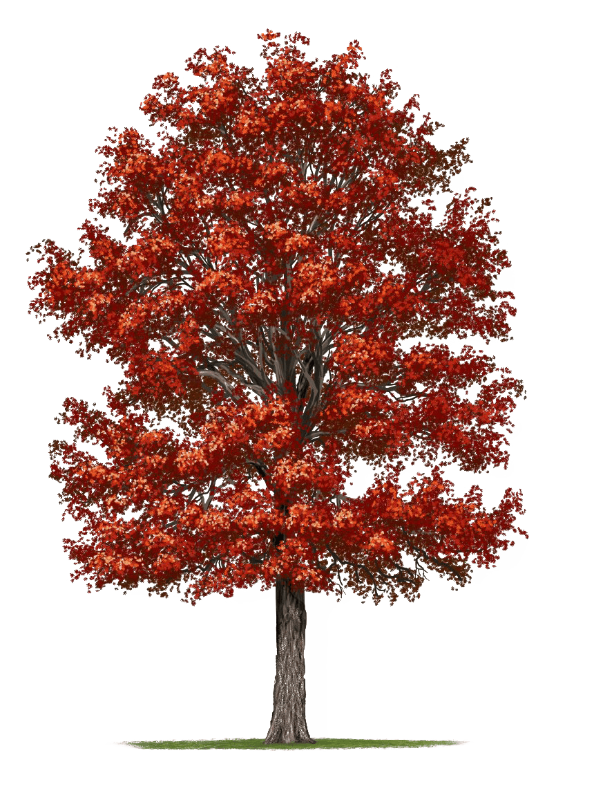 Fall tree oak images clipart