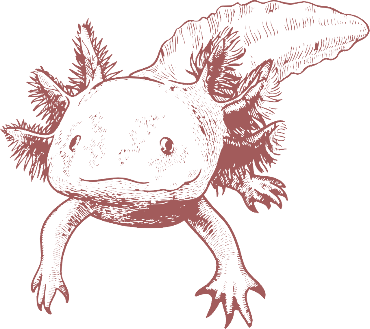 Axolotl art image visual clipart