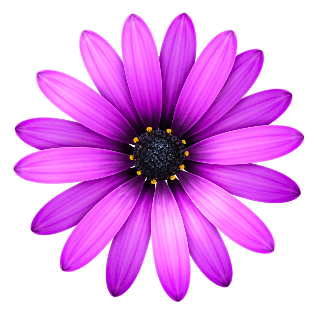 Flower outline app purple clipart picture