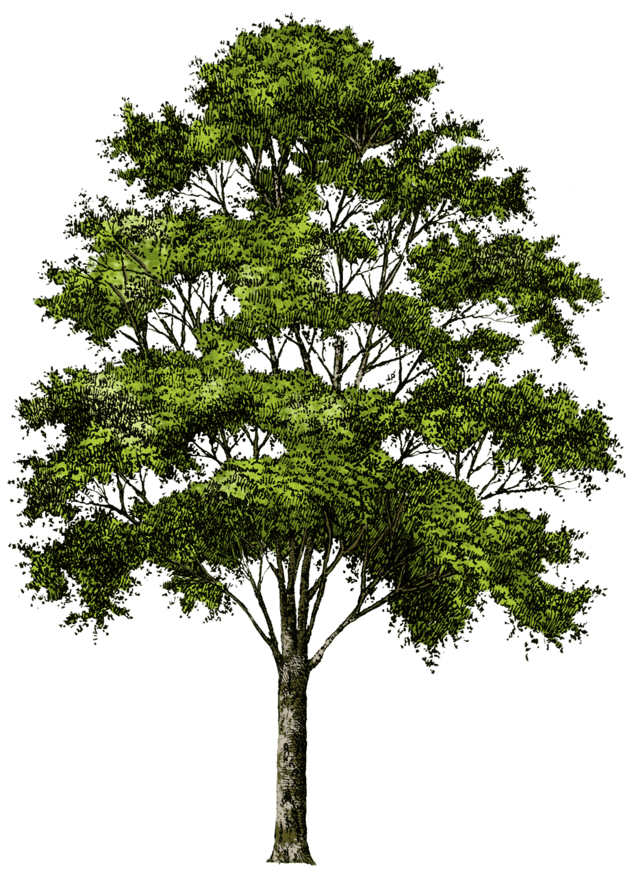 Family tree pin page clipart free