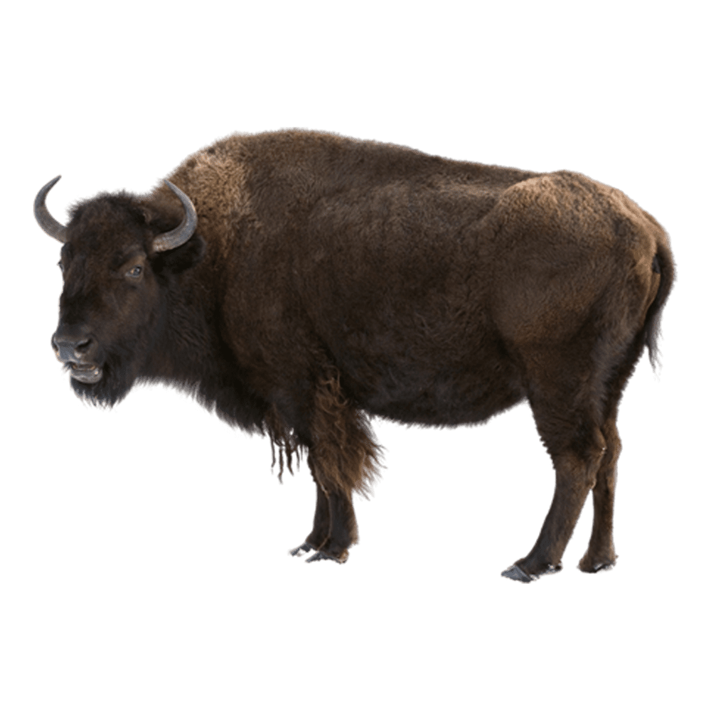 Buffalo bison images hd photo clipart